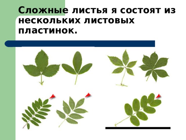 Сложные листья я состоят из нескольких листовых пластинок.   