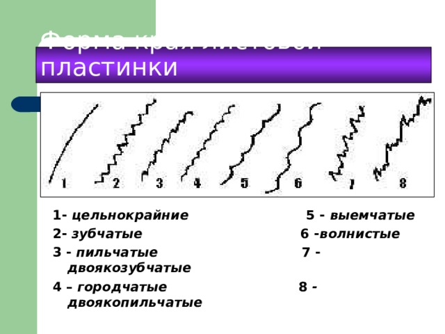 Форма края листовой пластинки  1- цельнокрайние 5 - выемчатые 2- зубчатые 6 - волнистые  3 - пильчатые 7 - двоякозубчатые  4 – городчатые 8 - двоякопильчатые  
