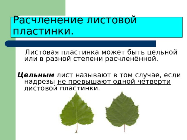 Расчленение листовой пластинки.   Листовая пластинка может быть цельной или в разной степени расчленённой.   Цельным лист называют в том случае, если надрезы не превышают одной четверти листовой пластинки.  