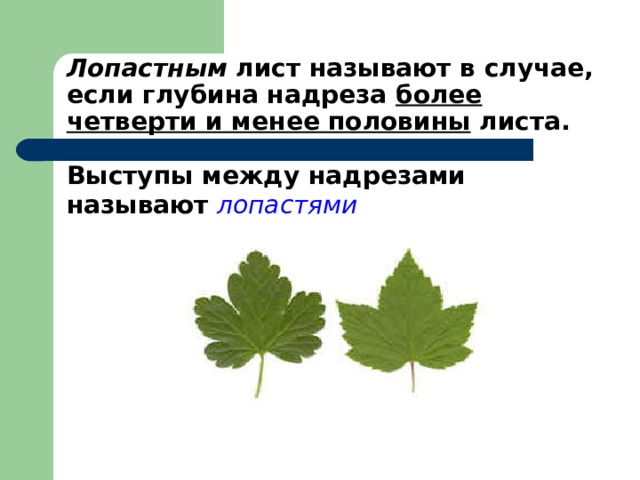 Лопастным лист называют в случае, если глубина надреза более четверти и менее половины листа.   Выступы между надрезами называют лопастями  