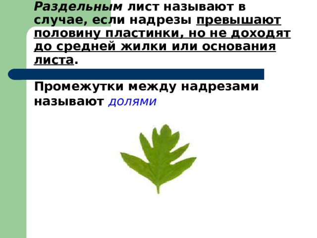     Раздельным лист называют в случае, если надрезы превышают половину пластинки, но не доходят до средней жилки или основания листа .   Промежутки между надрезами называют долями  