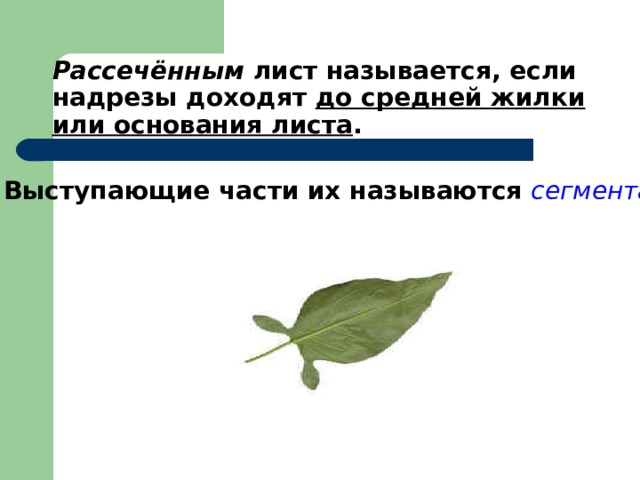 Рассечённым лист называется, если надрезы доходят до средней жилки или основания листа .  Выступающие части их называются сегментами 
