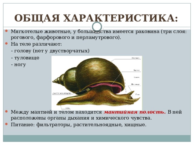 Общая характеристика: Мягкотелые животные, у большинства имеется раковина (три слоя: рогового, фарфорового и перламутрового). На теле различают:  - голову (нет у двустворчатых)  - туловище  - ногу Между мантией и телом находится мантийная полость. В ней расположены органы дыхания и химического чувства. Питание: фильтраторы, растительноядные, хищные. 