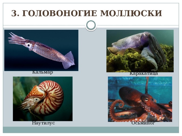 3. Головоногие моллюски Кальмар Каракатица Наутилус Осьминог 