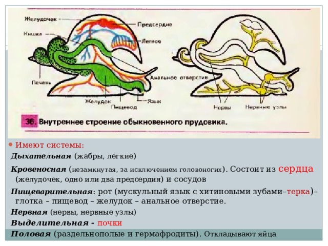 Имеют системы:  Дыхательная  ( жабры, легкие )  Кровеносная ( незамкнутая, за исключением головоногих ). Состоит из сердца ( желудочек, одно или два предсердия ) и сосудов  Пищеварительная : рот (мускульный язык с хитиновыми зубами– терка ) – глотка – пищевод – желудок – анальное отверстие.  Нервная (нервы, нервные узлы)  Выделительная - почки  Половая (раздельнополые и гермафродиты). Откладывают яйца 