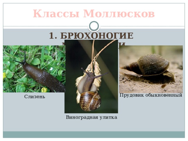 Классы Моллюсков 1. Брюхоногие моллюски Прудовик обыкновенный Слизень Виноградная улитка 