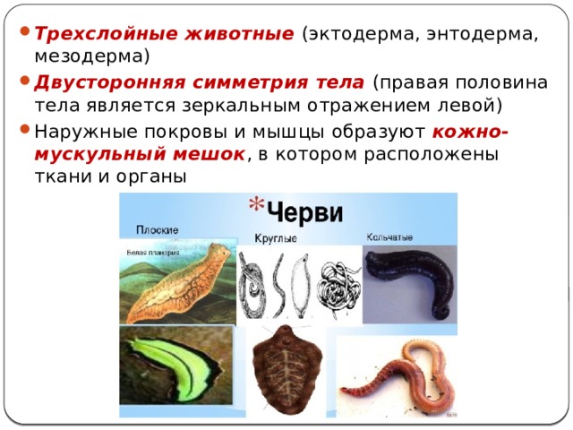 Трехслойные животные (эктодерма, энтодерма, мезодерма) Двусторонняя симметрия тела (правая половина тела является зеркальным отражением левой) Наружные покровы и мышцы образуют кожно-мускульный мешок , в котором расположены ткани и органы 