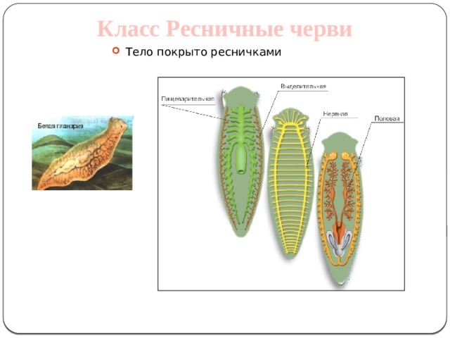 Класс Ресничные черви Тело покрыто ресничками  