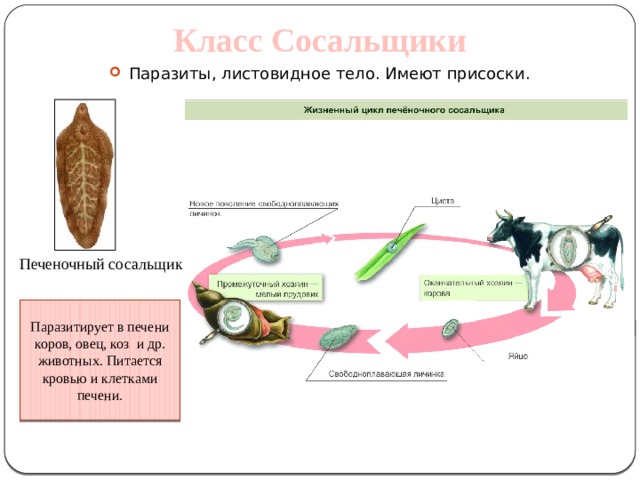Класс Сосальщики Паразиты, листовидное тело. Имеют присоски.  Печеночный сосальщик Паразитирует в печени коров, овец, коз и др. животных. Питается кровью и клетками печени. 