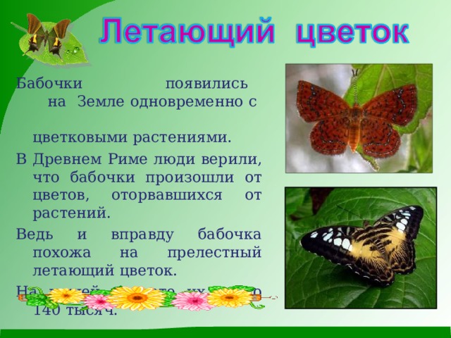 Бабочки  появились на  Земле одновременно с  цветковыми растениями. В Древнем Риме люди верили, что бабочки произошли от цветов, оторвавшихся от растений . Ведь и вправду бабочка похожа на прелестный летающий цветок. На нашей планете их около 140 тысяч.  