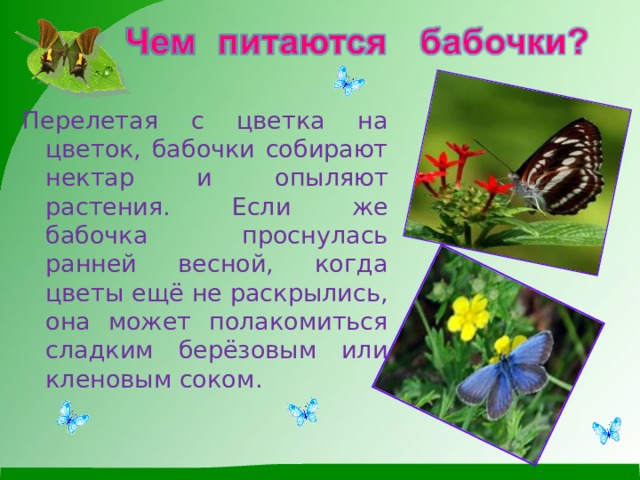 Перелетая с цветка на цветок, бабочки собирают нектар и опыляют растения . Если же бабочка проснулась ранней весной, когда цветы ещё не раскрылись, она может полакомиться сладким берёзовым или кленовым соком . 