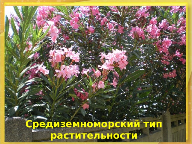 Средиземноморский тип растительности 