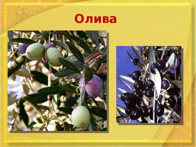 Олива 