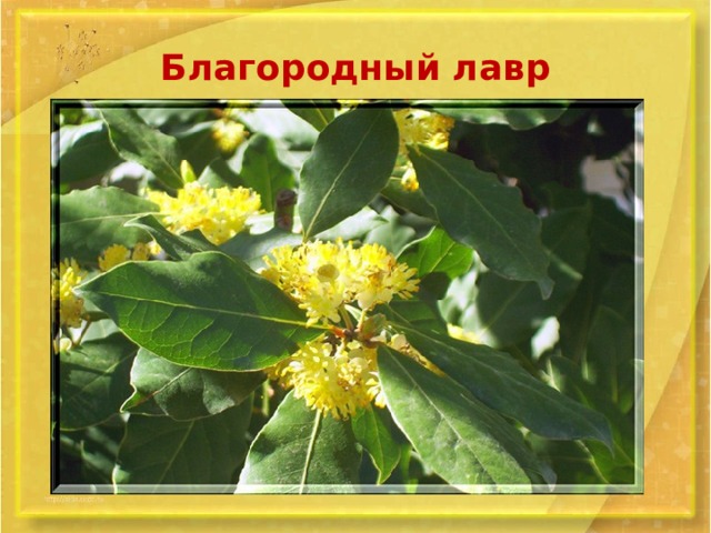 Благородный лавр 