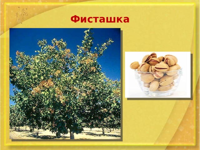 Фисташка 