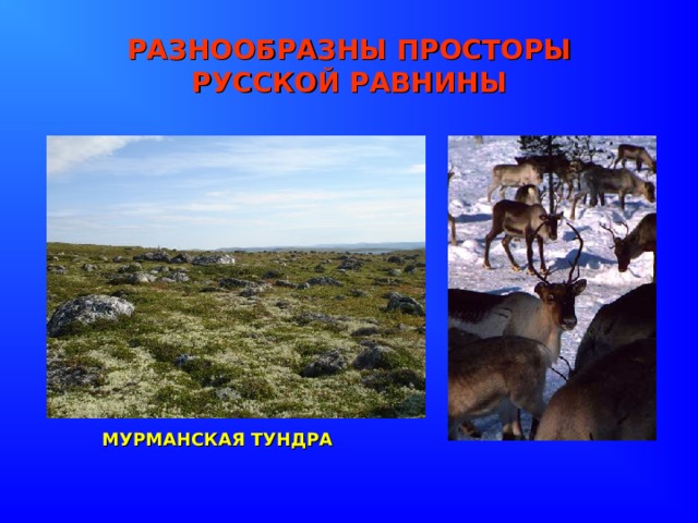 РАЗНООБРАЗНЫ ПРОСТОРЫ  РУССКОЙ РАВНИНЫ МУРМАНСКАЯ ТУНДРА 