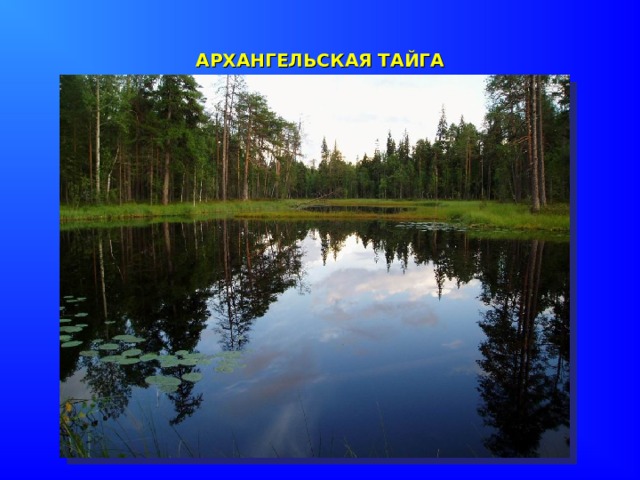 АРХАНГЕЛЬСКАЯ ТАЙГА 