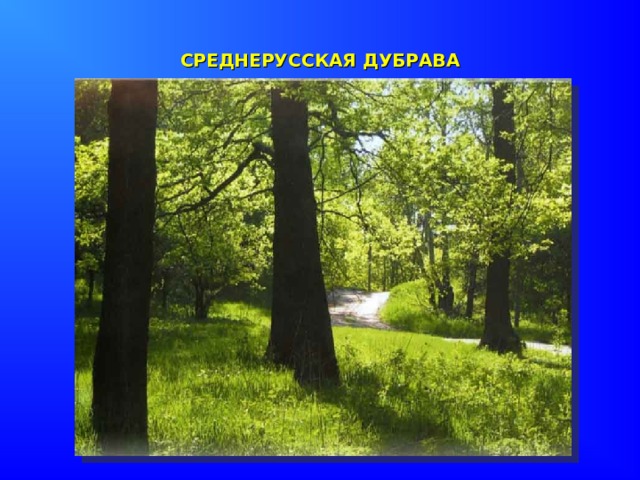 СРЕДНЕРУССКАЯ ДУБРАВА 