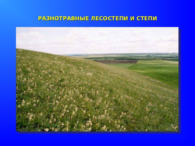 РАЗНОТРАВНЫЕ ЛЕСОСТЕПИ И СТЕПИ 