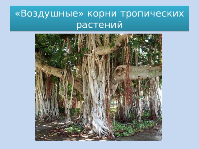 «Воздушные» корни тропических растений 