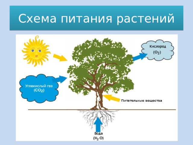 Схема питания растений 