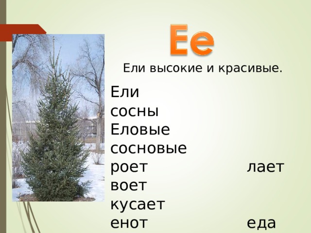 Ели высокие и красивые. Ели сосны Еловые сосновые роет лает воет кусает енот еда белка колесо 