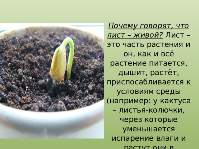 Почему говорят, что лист – живой? Лист – это часть растения и он, как и всё растение питается, дышит, растёт, приспосабливается к условиям среды (например: у кактуса – листья-колючки, через которые уменьшается испарение влаги и растут они в засушливых местах) 