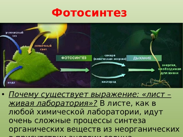 Фотосинтез Почему существует выражение: «лист – живая лаборатория»? В листе, как в любой химической лаборатории, идут очень сложные процессы синтеза органических веществ из неорганических в присутствии энергии солнца. 