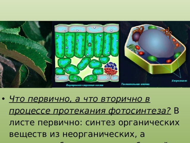 Что первично, а что вторично в процессе протекания фотосинтеза? В листе первично: синтез органических веществ из неорганических, а кислород образуется как побочный продукт. 
