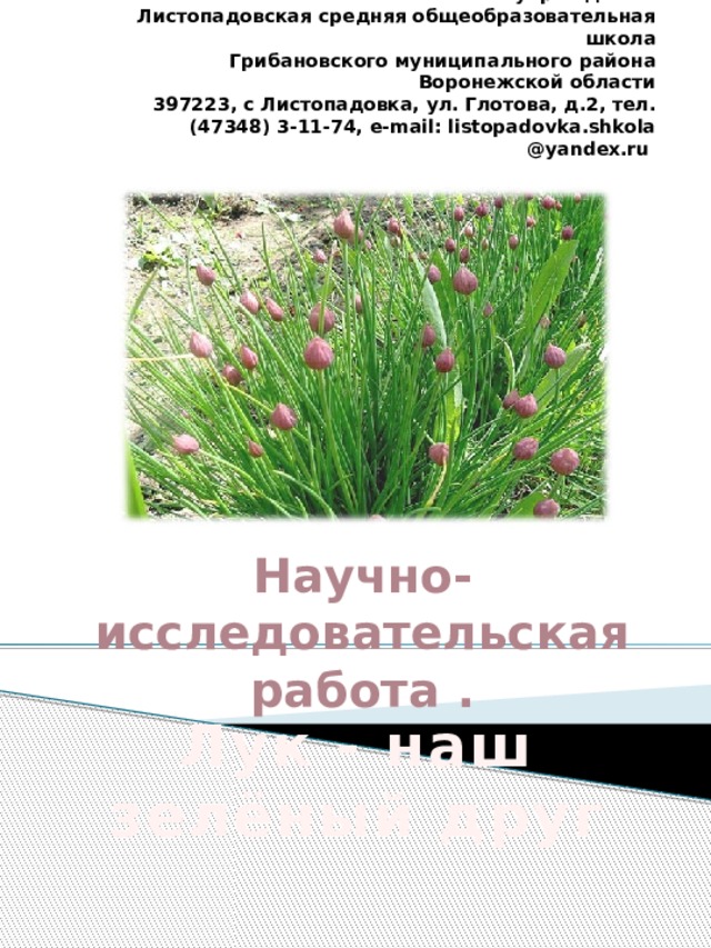 Муниципальное казённое общеобразовательное учреждение  Листопадовская средняя общеобразовательная школа  Грибановского муниципального района Воронежской области  397223, с Листопадовка, ул. Глотова, д.2, тел.(47348) 3-11-74, e-mail: listopadovka.shkola @yandex.ru    Научно-исследовательская работа . Лук - наш зелёный друг  