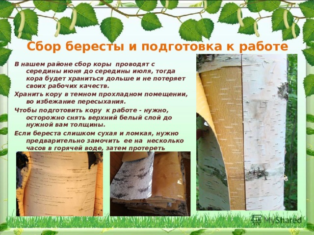 Сбор бересты и подготовка к работе В нашем районе сбор коры проводят с середины июня до середины июля, тогда кора будет храниться дольше и не потеряет своих рабочих качеств. Хранить кору в темном прохладном помещении, во избежание пересыхания. Чтобы подготовить кору к работе - нужно, осторожно снять верхний белый слой до нужной вам толщины. Если береста слишком сухая и ломкая, нужно предварительно замочить ее на несколько часов в горячей воде, затем протереть насухо.  