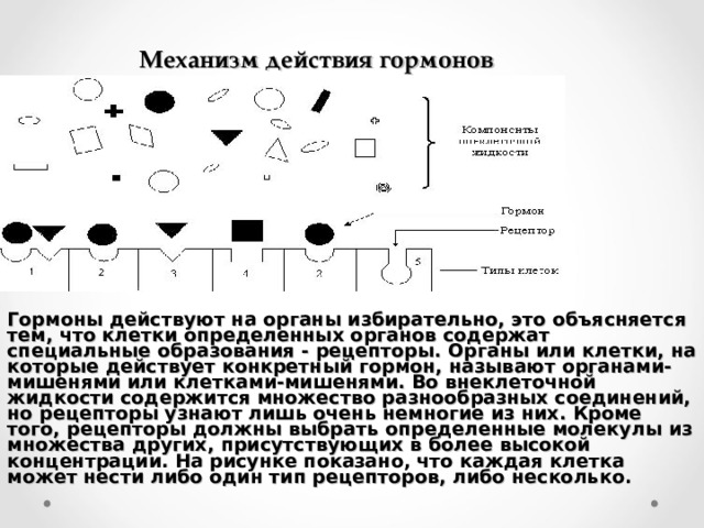   Механизм действия гормонов Гормоны действуют на органы избирательно, это объясняется тем, что клетки определенных органов содержат специальные образования - рецепторы. Органы или клетки, на которые действует конкретный гормон, называют органами-мишенями или клетками-мишенями. Во внеклеточной жидкости содержится множество разнообразных соединений, но рецепторы узнают лишь очень немногие из них. Кроме того, рецепторы должны выбрать определенные молекулы из множества других, присутствующих в более высокой концентрации. На рисунке показано, что каждая клетка может нести либо один тип рецепторов, либо несколько. 