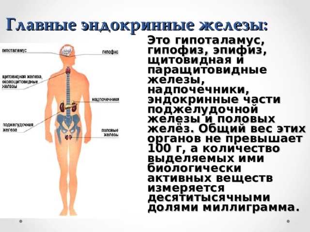 Главные эндокринные железы:  Это гипоталамус, гипофиз, эпифиз, щитовидная и паращитовидные железы, надпочечники, эндокринные части поджелудочной железы и половых желёз. Общий вес этих органов не превышает 100 г, а количество выделяемых ими биологически активных веществ измеряется десятитысячными долями миллиграмма. 