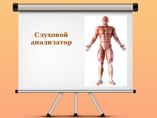 Слуховой анализатор 