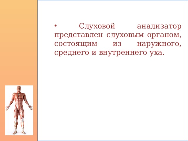  Слуховой анализатор представлен слуховым органом, состоящим из наружного, среднего и внутреннего уха. 
