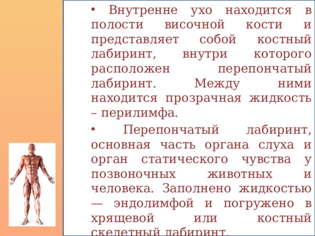  Внутренне ухо находится в полости височной кости и представляет собой костный лабиринт, внутри которого расположен перепончатый лабиринт. Между ними находится прозрачная жидкость – перилимфа.  Перепончатый лабиринт, основная часть органа слуха и орган статического чувства у позвоночных животных и человека. Заполнено жидкостью — эндолимфой и погружено в хрящевой или костный скелетный лабиринт. 