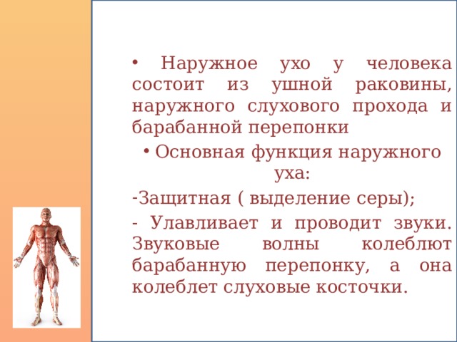  Наружное ухо у человека состоит из ушной раковины, наружного слухового прохода и барабанной перепонки  Основная функция наружного уха: Защитная ( выделение серы); - Улавливает и проводит звуки. Звуковые волны колеблют барабанную перепонку, а она колеблет слуховые косточки. 