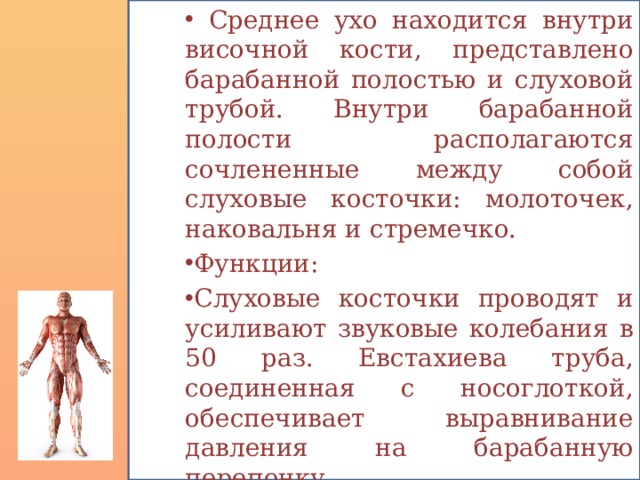  Среднее ухо находится внутри височной кости, представлено барабанной полостью и слуховой трубой. Внутри барабанной полости располагаются сочлененные между собой слуховые косточки: молоточек, наковальня и стремечко. Функции: Слуховые косточки проводят и усиливают звуковые колебания в 50 раз. Евстахиева труба, соединенная с носоглоткой, обеспечивает выравнивание давления на барабанную перепонку. 