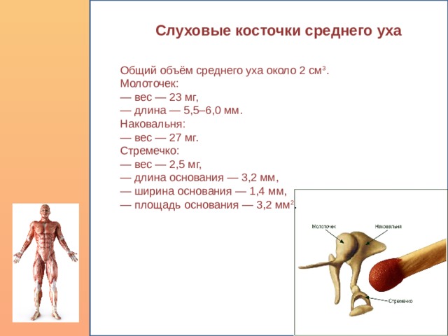Слуховые косточки среднего уха Общий объём среднего уха около 2 см 3 . Молоточек: — вес — 23 мг, — длина — 5,5–6,0 мм. Наковальня: — вес — 27 мг. Стремечко: — вес — 2,5 мг, — длина основания — 3,2 мм, — ширина основания — 1,4 мм, — площадь основания — 3,2 мм 2 . 