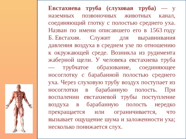 Евстахиева труба  (слуховая труба) — у наземных позвоночных животных канал, соединяющий глотку с полостью среднего уха. Назван по имени описавшего его в 1563 году Б. Евстахия.  Служит для выравнивания давления воздуха в среднем ухе по отношению к окружающей среде. Возникла из рудимента жаберной щели. У человека евстахиева труба — трубчатое образование, соединяющее носоглотку с барабанной полостью среднего уха. Через слуховую трубу воздух поступает из носоглотки в барабанную полость. При воспалении евстахиевой трубы поступление воздуха в барабанную полость нередко прекращается или ограничивается, что вызывает ощущение шума и заложенности уха; несколько понижается слух. 