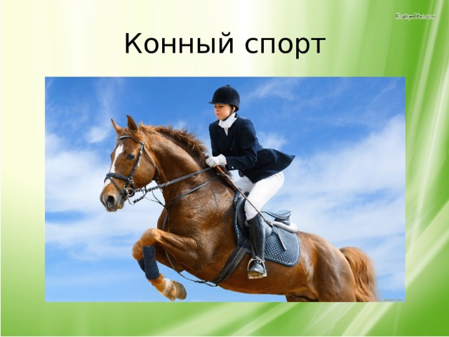 Конный спорт 