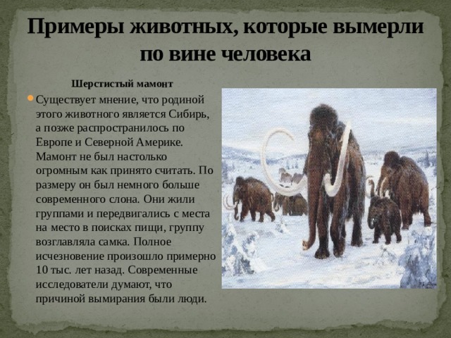 Примеры животных, которые вымерли по вине человека Шерстистый   мамонт Существует мнение, что родиной этого животного является Сибирь, а позже распространилось по Европе и Северной Америке. Мамонт не был настолько огромным как принято считать. По размеру он был немного больше современного слона. Они жили группами и передвигались с места на место в поисках пищи, группу возглавляла самка. Полное исчезновение произошло примерно 10 тыс. лет назад. Современные исследователи думают, что причиной вымирания были люди. 