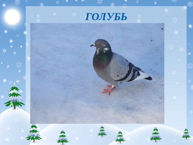ГОЛУБЬ 
