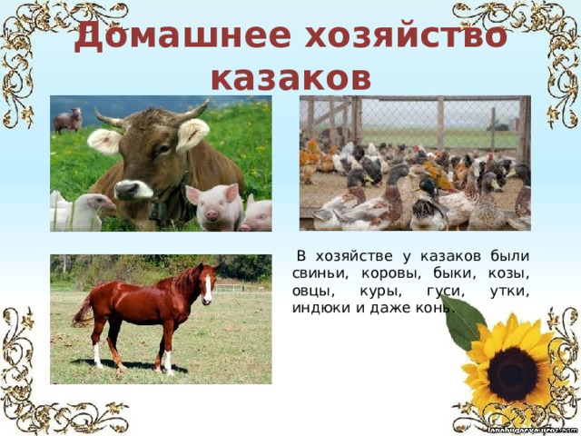   В хозяйстве у казаков были свиньи, коровы, быки, козы, овцы, куры, гуси, утки, индюки и даже конь. Домашнее хозяйство казаков 