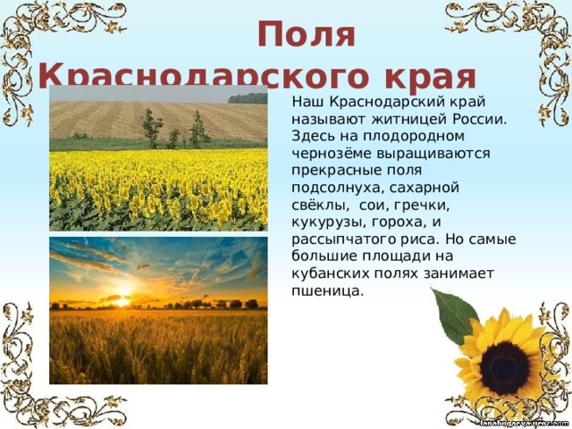  Поля Краснодарского края Наш Краснодарский край называют житницей России. Здесь на плодородном чернозёме выращиваются прекрасные поля подсолнуха, сахарной свёклы, сои, гречки, кукурузы, гороха, и рассыпчатого риса. Но самые большие площади на кубанских полях занимает пшеница. 