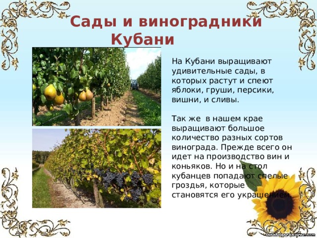  Сады и виноградники Кубани На Кубани выращивают удивительные сады, в которых растут и спеют яблоки, груши, персики, вишни, и сливы. Так же в нашем крае выращивают большое количество разных сортов винограда. Прежде всего он идет на производство вин и коньяков. Но и на стол кубанцев попадают спелые гроздья, которые становятся его украшением. 