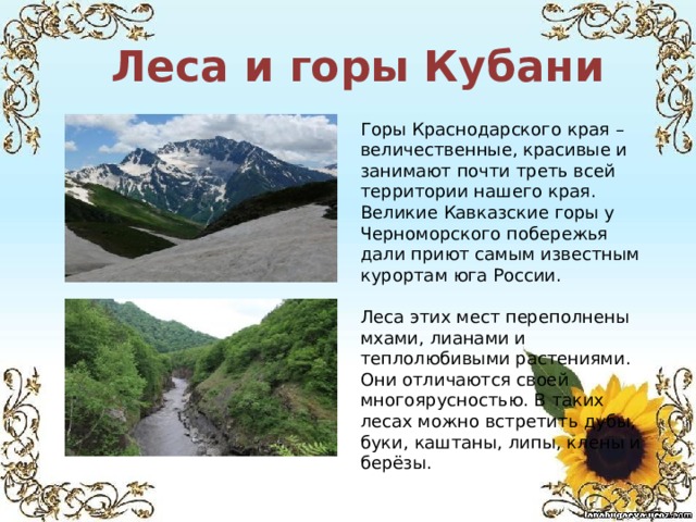  Леса и горы Кубани Горы Краснодарского края – величественные, красивые и занимают почти треть всей территории нашего края. Великие Кавказские горы у Черноморского побережья дали приют самым известным курортам юга России. Леса этих мест переполнены мхами, лианами и теплолюбивыми растениями. Они отличаются своей многоярусностью. В таких лесах можно встретить дубы, буки, каштаны, липы, клены и берёзы. 
