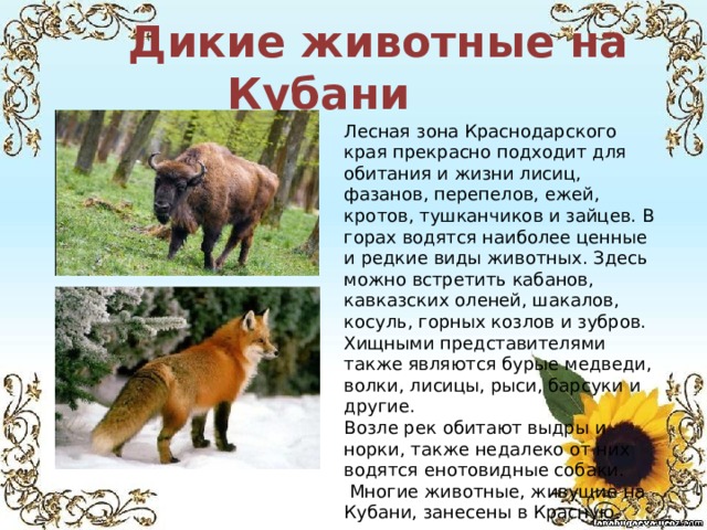  Дикие животные на Кубани Лесная зона Краснодарского края прекрасно подходит для обитания и жизни лисиц, фазанов, перепелов, ежей, кротов, тушканчиков и зайцев. В горах водятся наиболее ценные и редкие виды животных. Здесь можно встретить кабанов, кавказских оленей, шакалов, косуль, горных козлов и зубров. Хищными представителями также являются бурые медведи, волки, лисицы, рыси, барсуки и другие.   Возле рек обитают выдры и норки, также недалеко от них водятся енотовидные собаки.  Многие животные, живущие на Кубани, занесены в Красную. 