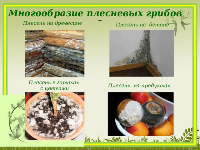 Многообразие плесневых грибов    Плесень на древесине Плесень на бетоне Плесень в горшках с цветами Плесень на продуктах  