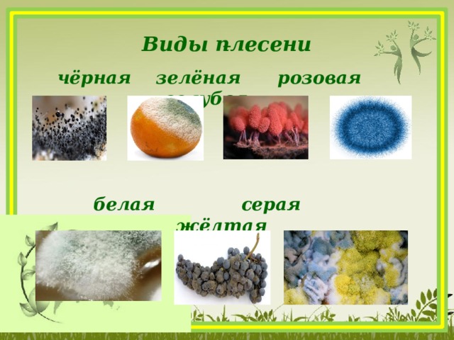  Виды плесени чёрная зелёная розовая голубая      белая серая жёлтая   